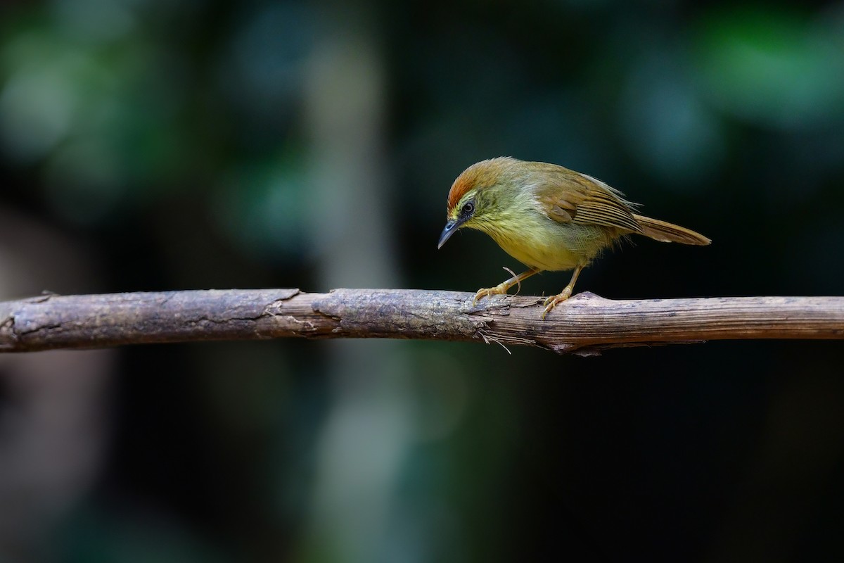 ムナフムシクイチメドリ - ML644640121