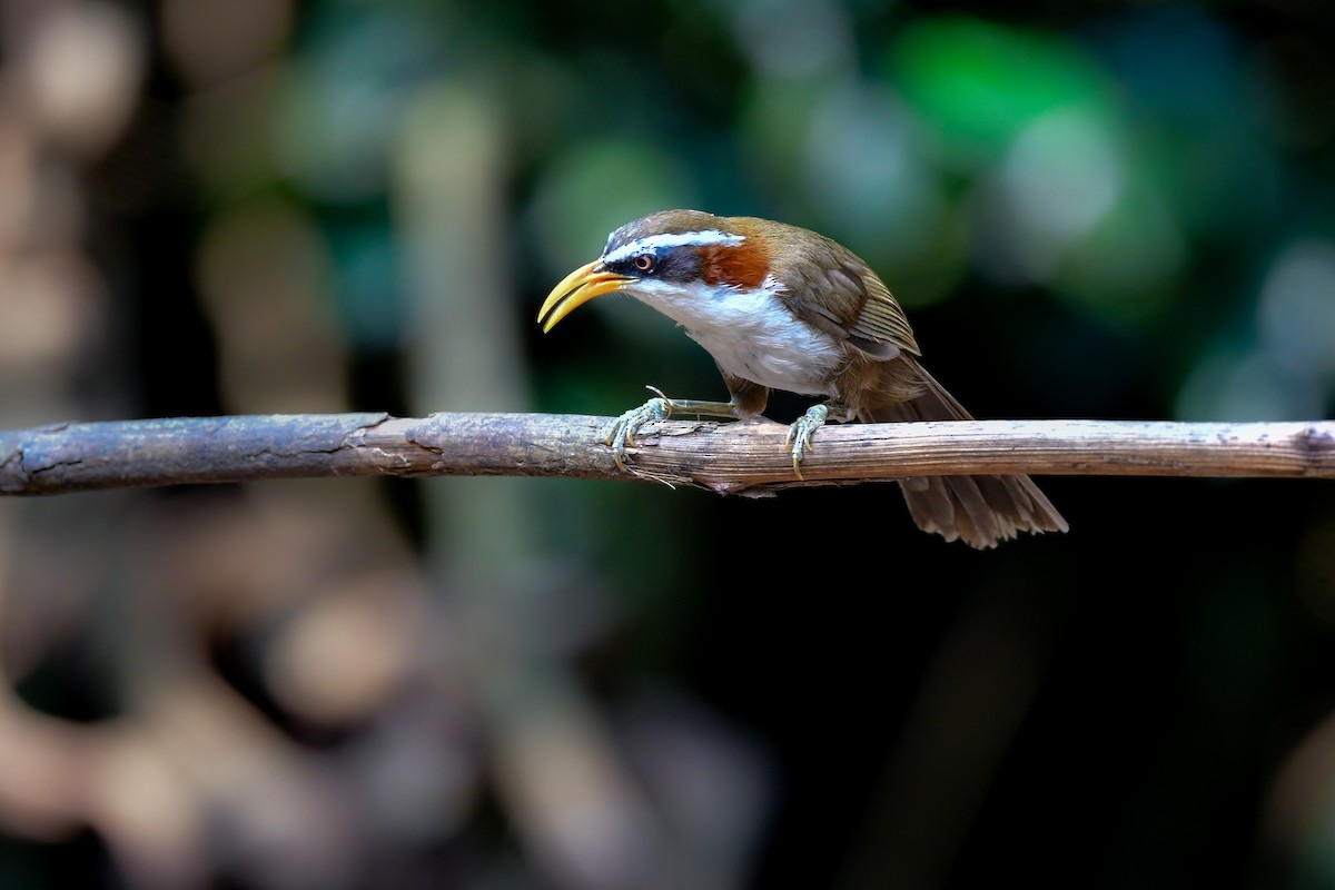 White-browed Scimitar-Babbler - ML644640130