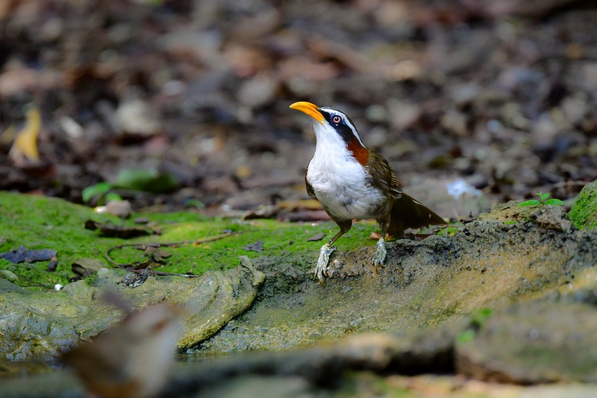 White-browed Scimitar-Babbler - ML644640132