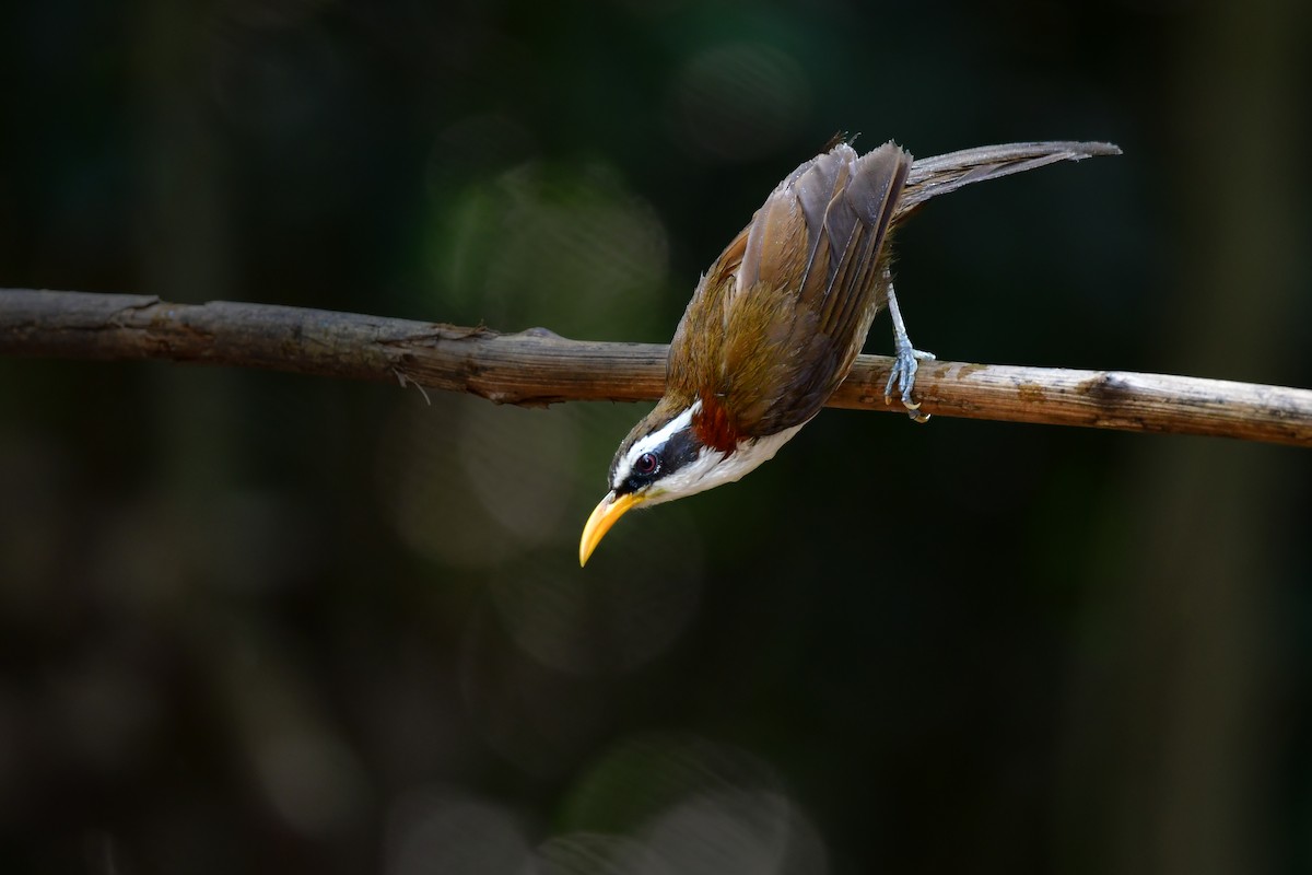 White-browed Scimitar-Babbler - ML644640133