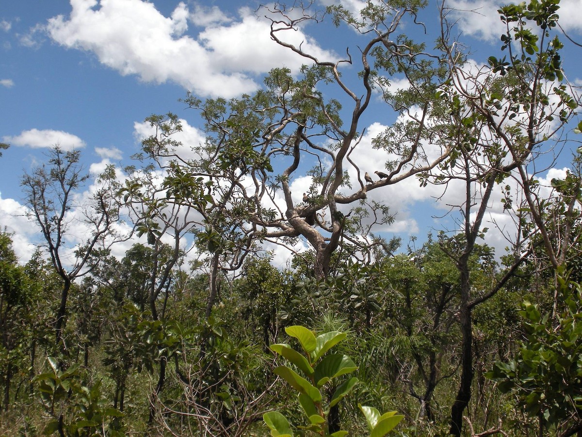Crested Caracara (Southern) - ML644640136
