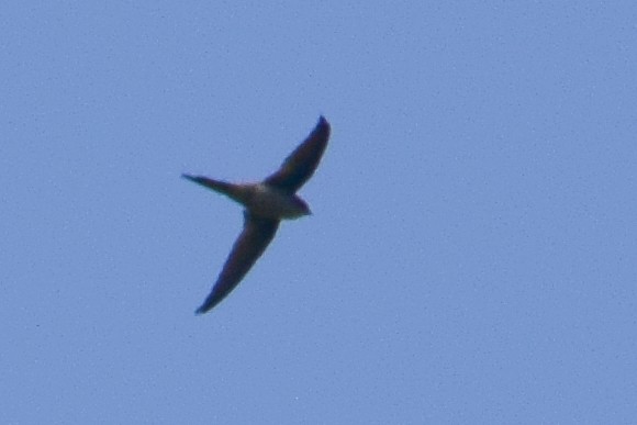 Asian Palm Swift - ML644640137