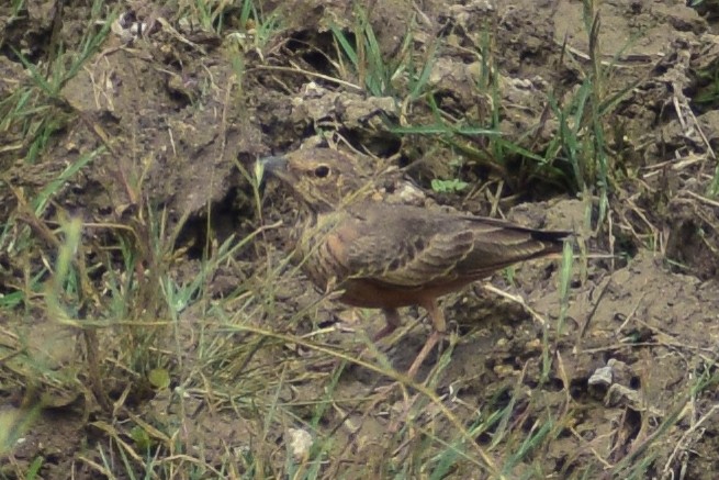 Rufous-tailed Lark - ML644640140