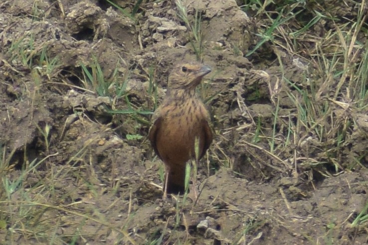 Rufous-tailed Lark - ML644640141