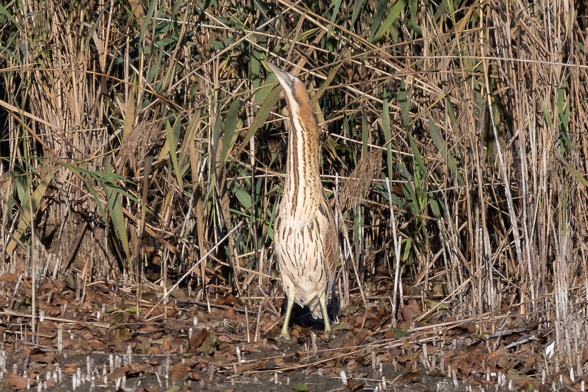 Eurasian Bittern - ML644640143