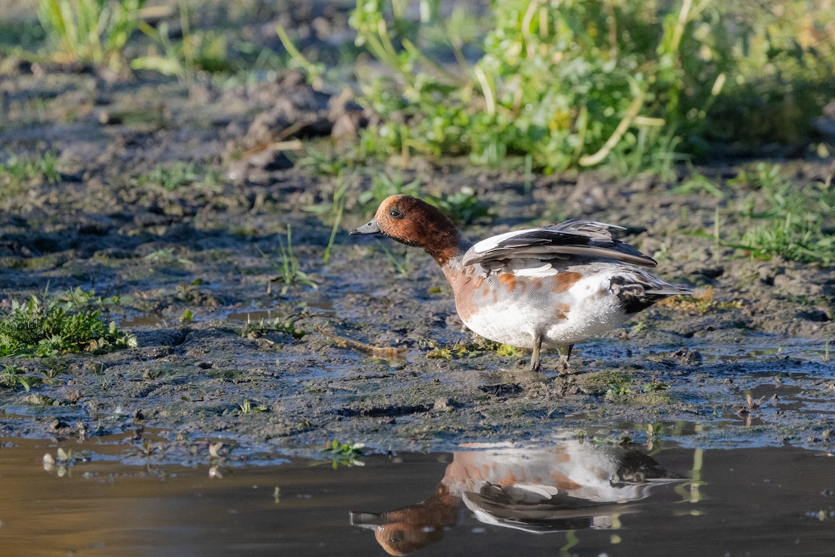 Eurasian Wigeon - ML644640145