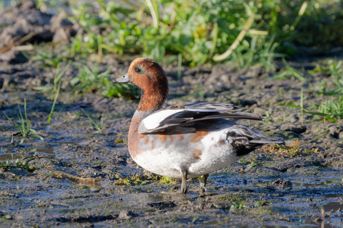 Eurasian Wigeon - ML644640146