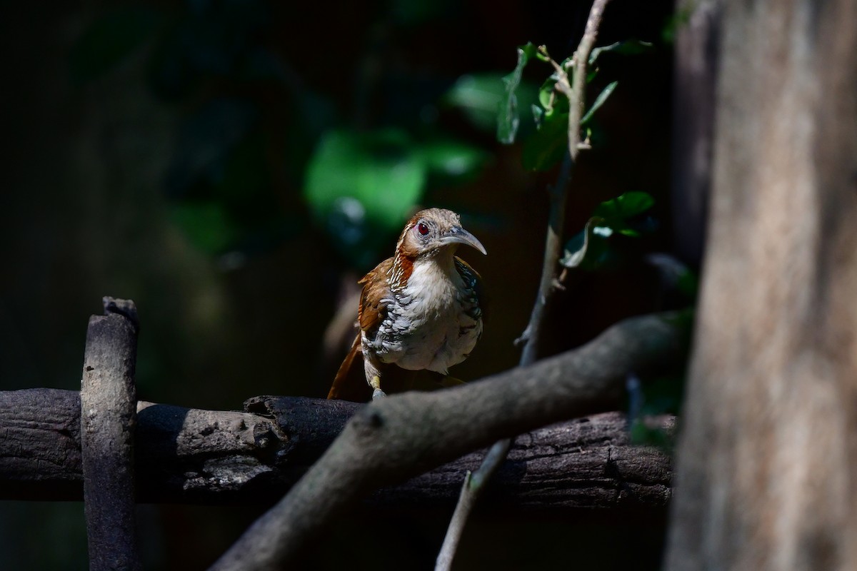 Large Scimitar-Babbler - ML644640148