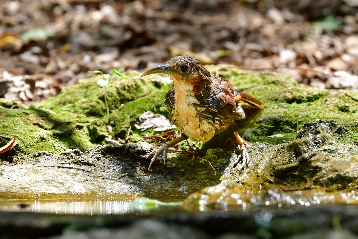 Large Scimitar-Babbler - ML644640149