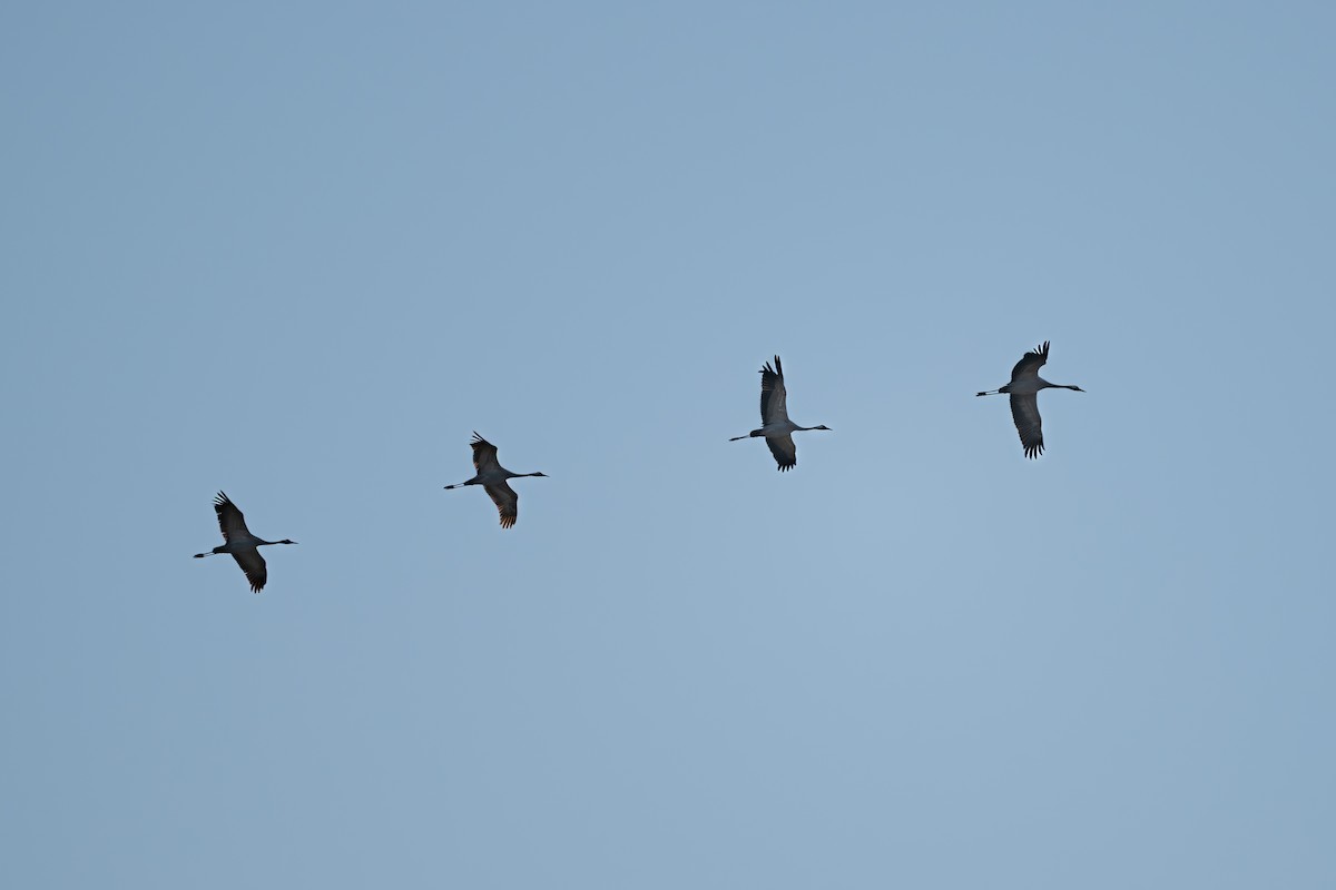 Common Crane - ML644640150