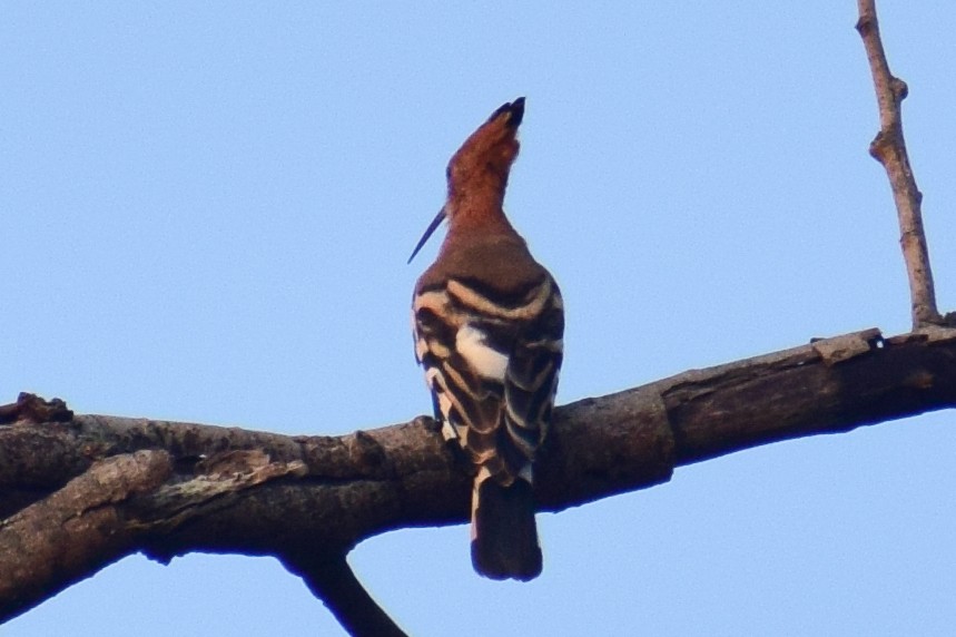 Common Hoopoe - ML644640151