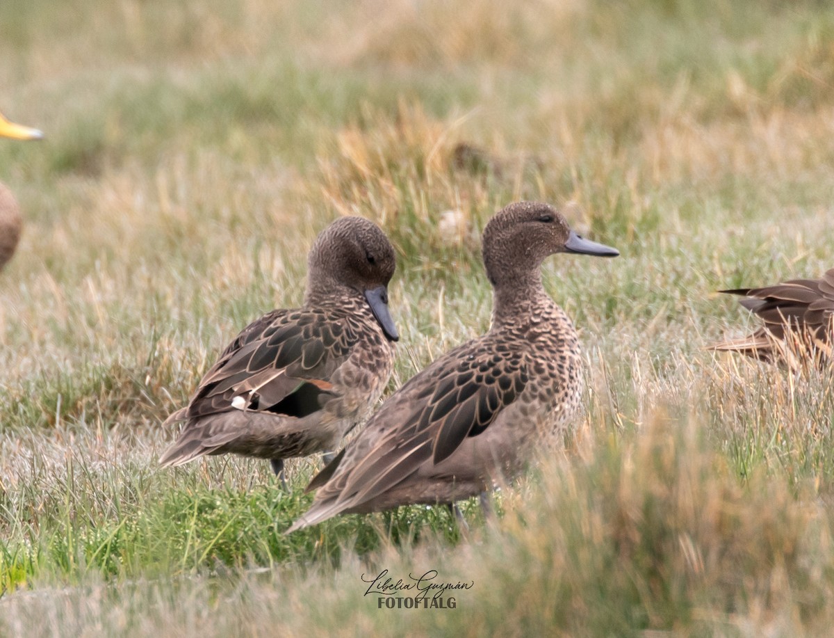 Andean Teal - ML644640152
