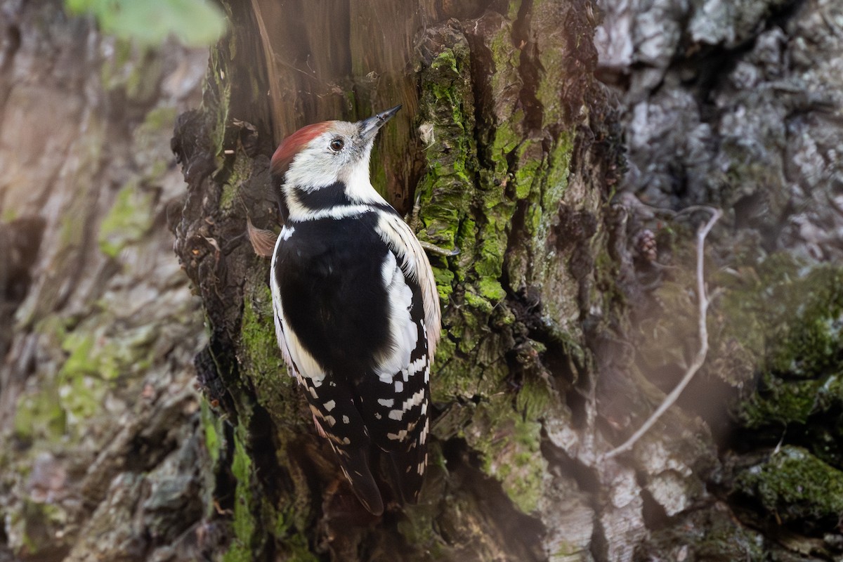 Middle Spotted Woodpecker - ML644640153