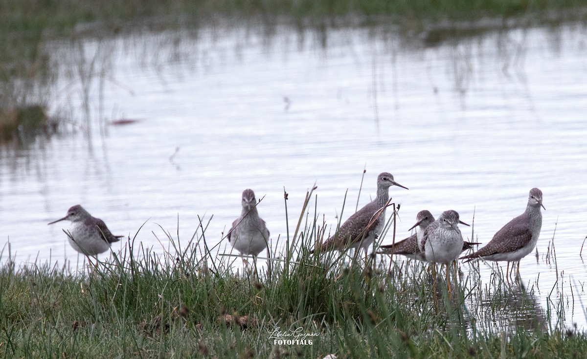 Greater Yellowlegs - ML644640155