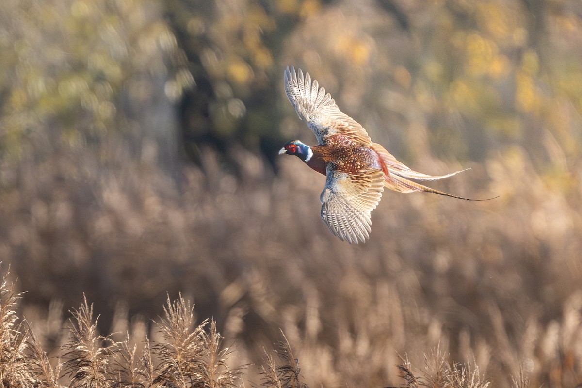 Ring-necked Pheasant - ML644640157