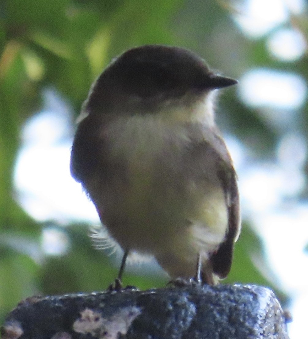Eastern Phoebe - ML644640158