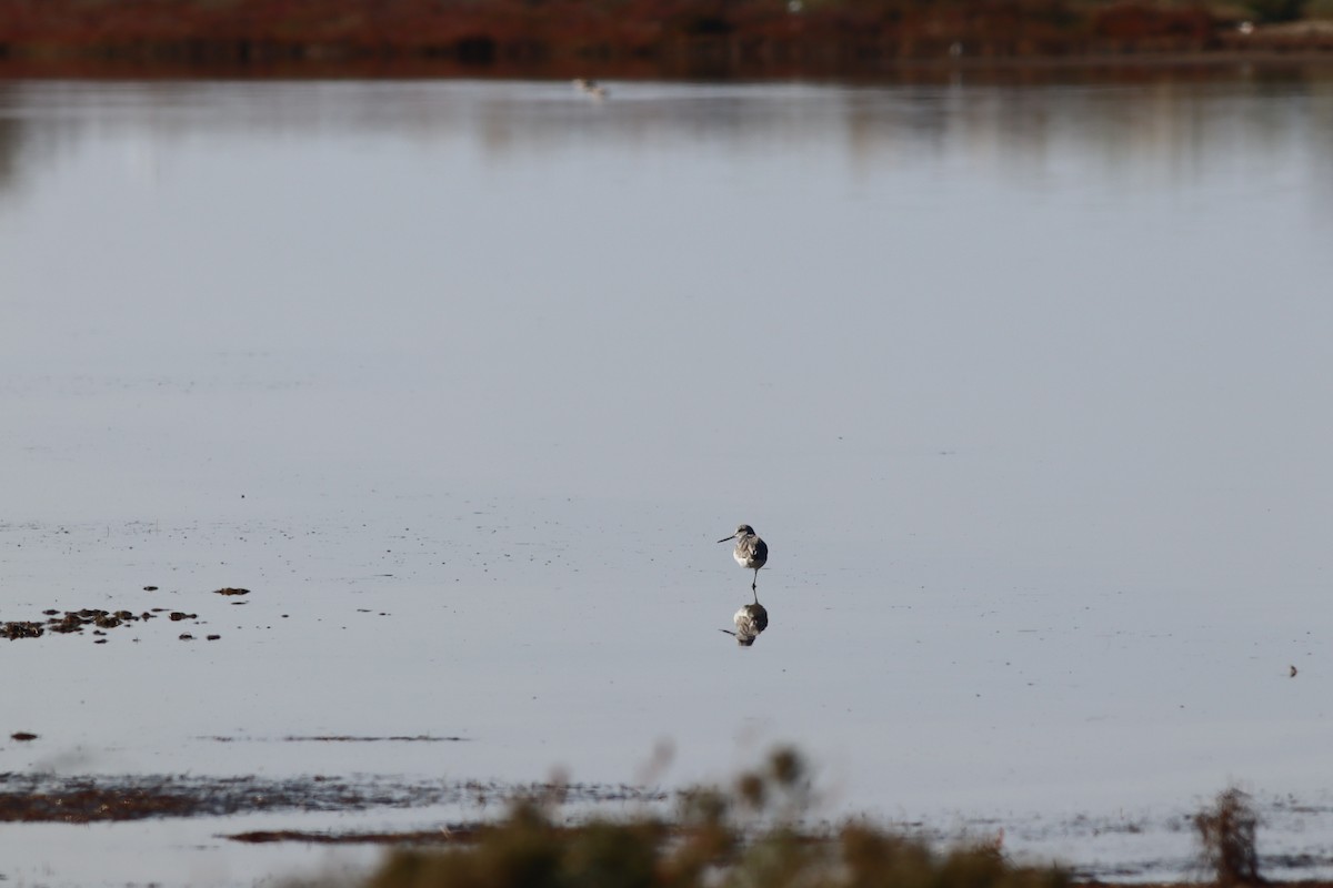 Common Greenshank - ML644640159
