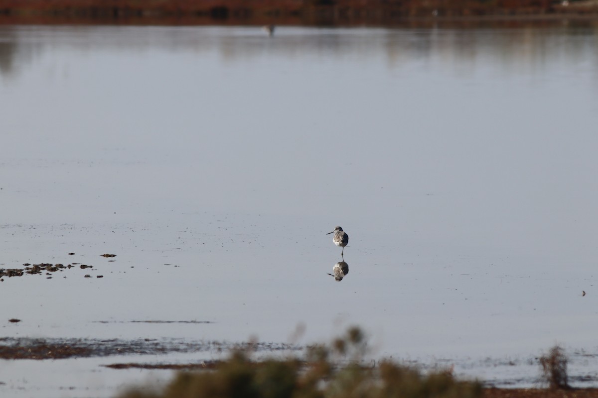 Common Greenshank - ML644640160