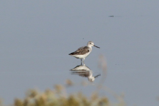 Common Greenshank - ML644640161
