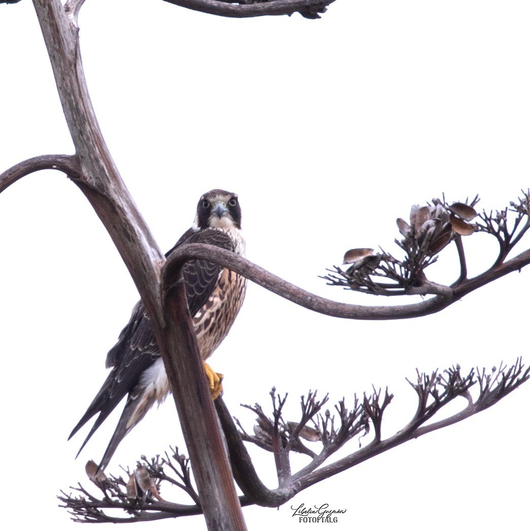 Peregrine Falcon - ML644640162