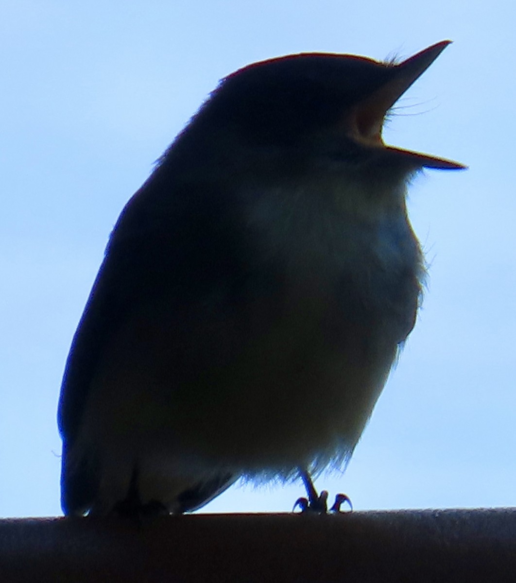 Eastern Phoebe - ML644640164