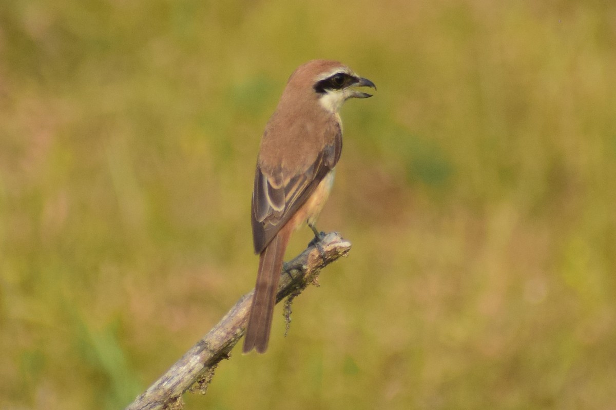 Brown Shrike - ML644640186