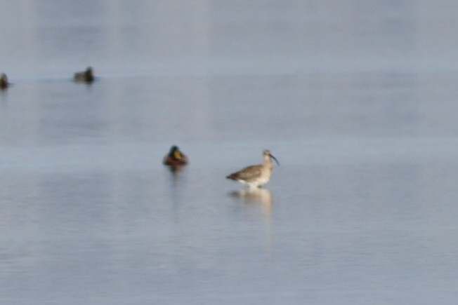 storspove - ML644640193