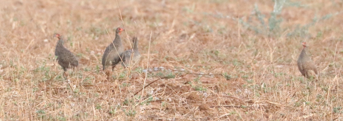 Red-necked Spurfowl - ML644640197