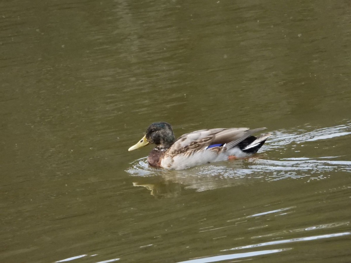 Basahatea - ML644640198