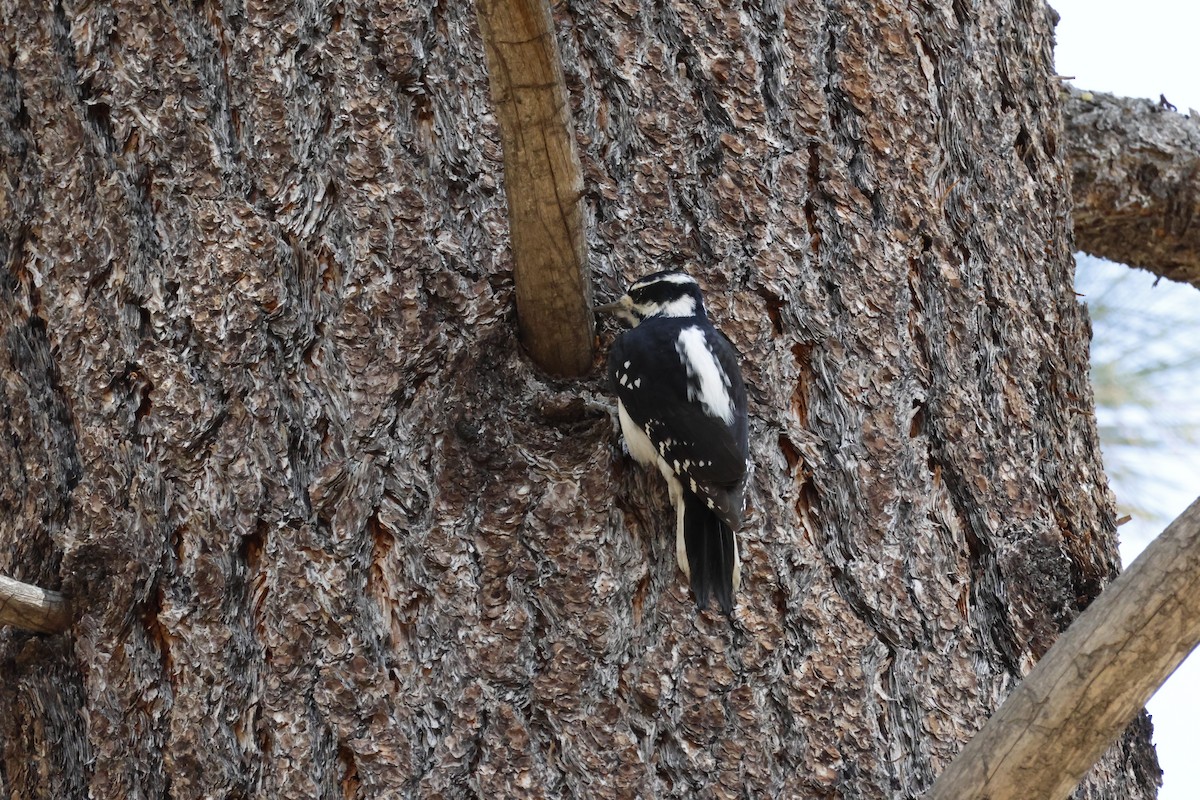 Hairy Woodpecker - ML644640200