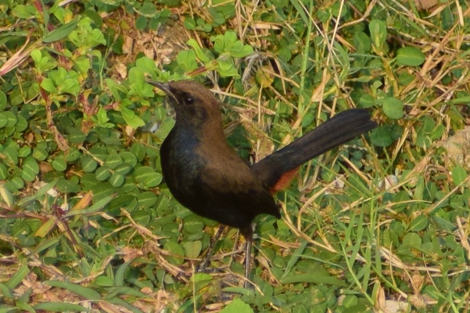 Indian Robin - ML644640201