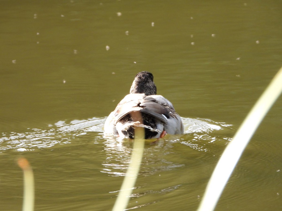 Basahatea - ML644640203