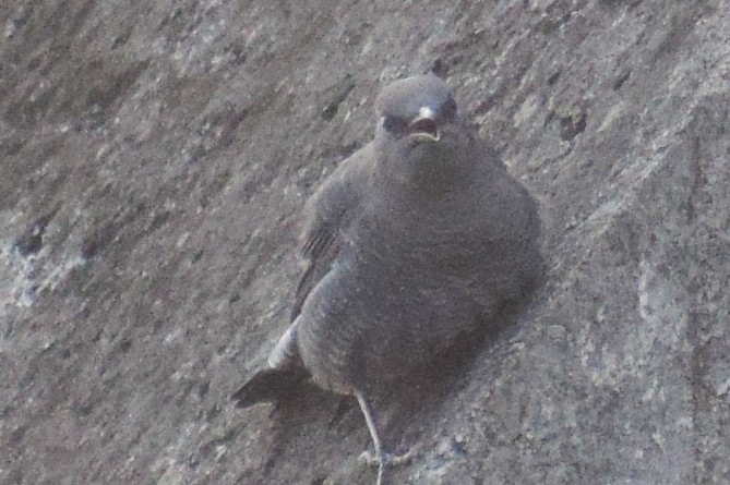 Harkaitz-zozo urdina - ML644640204