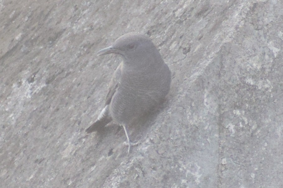 Harkaitz-zozo urdina - ML644640205