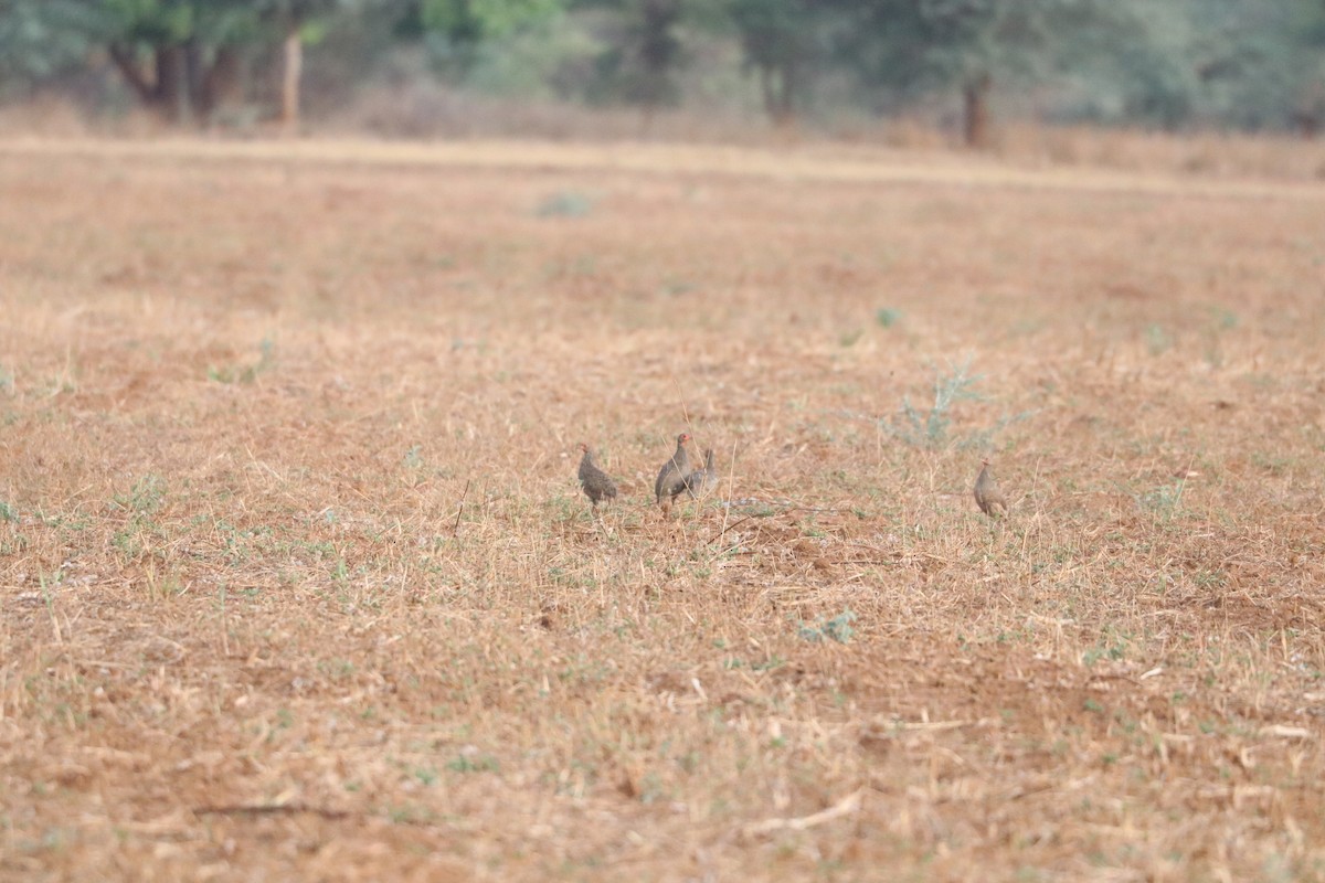 Al Boğazlı Turaç - ML644640206