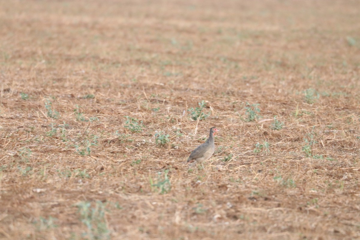 Al Boğazlı Turaç - ML644640209