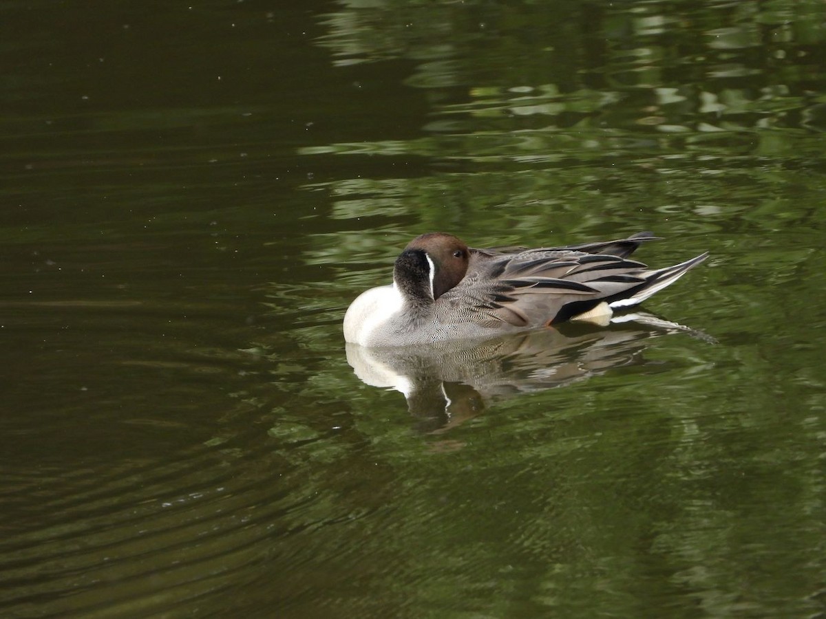 Ahate buztanluzea - ML644640210