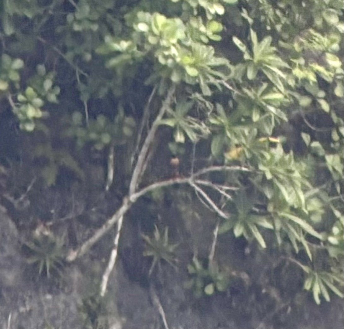 Orange-breasted Falcon - ML644640211