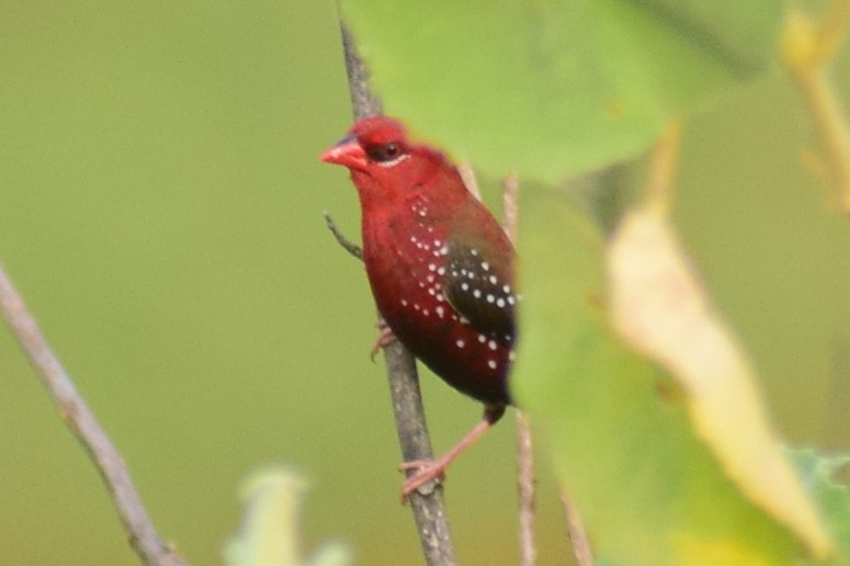 Amandava gorria - ML644640212