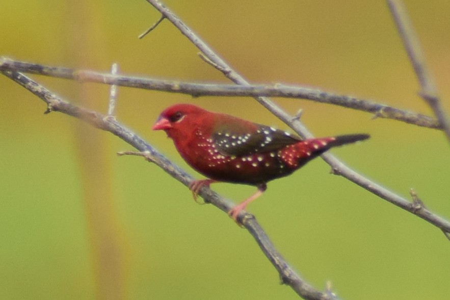 Amandava gorria - ML644640213