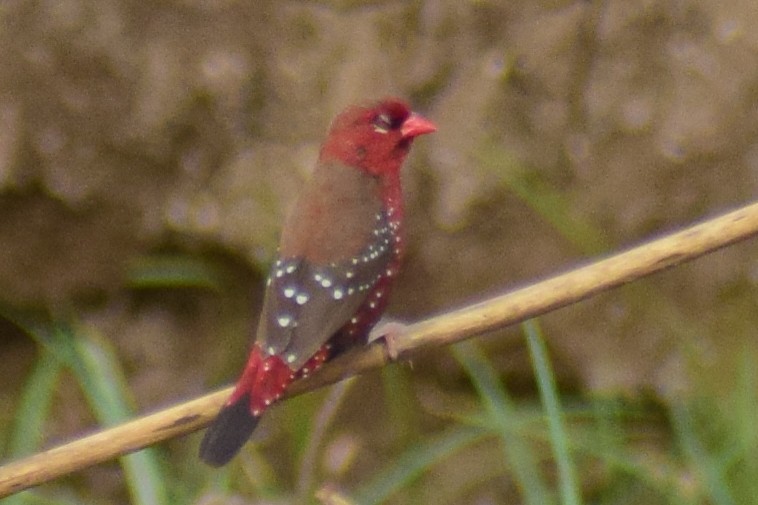 Amandava gorria - ML644640214