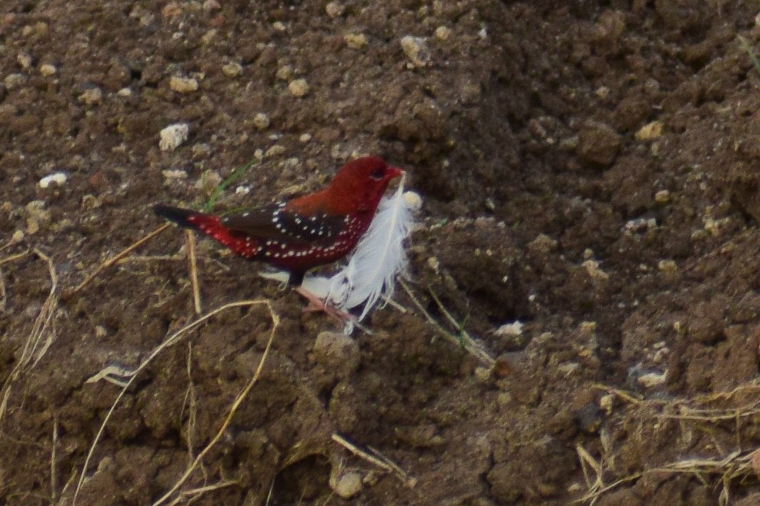 Amandava gorria - ML644640215