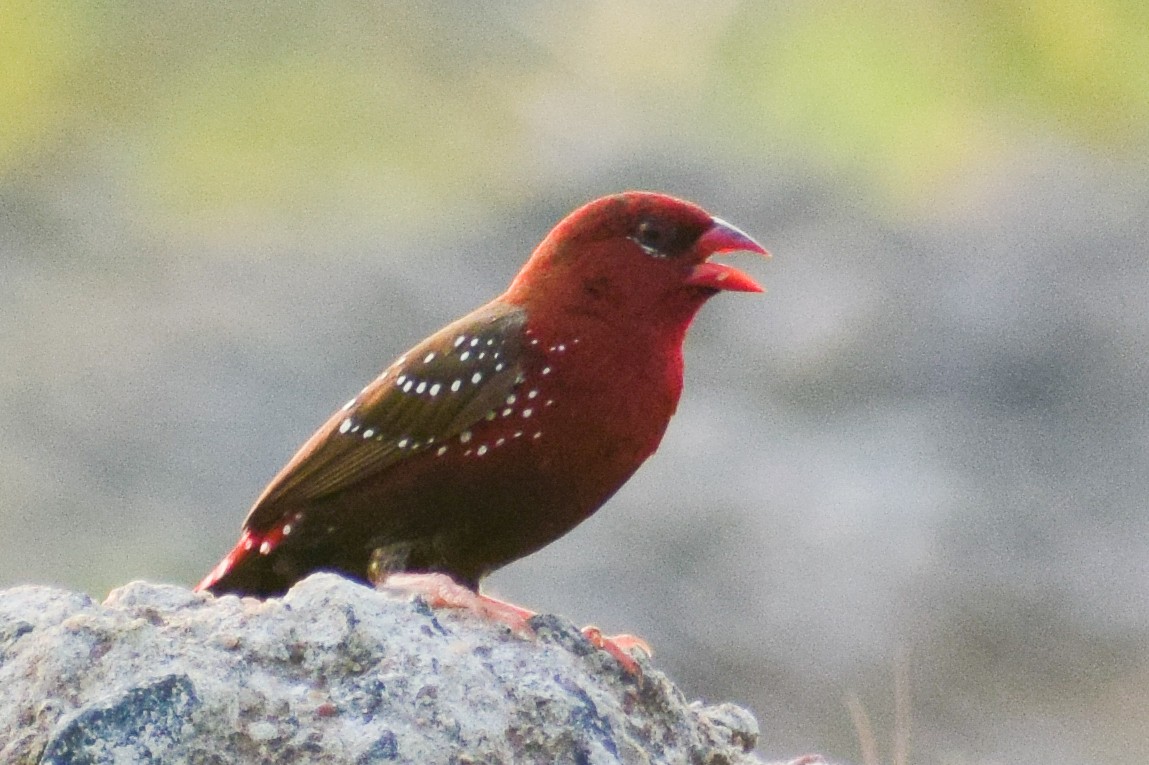 Amandava gorria - ML644640216