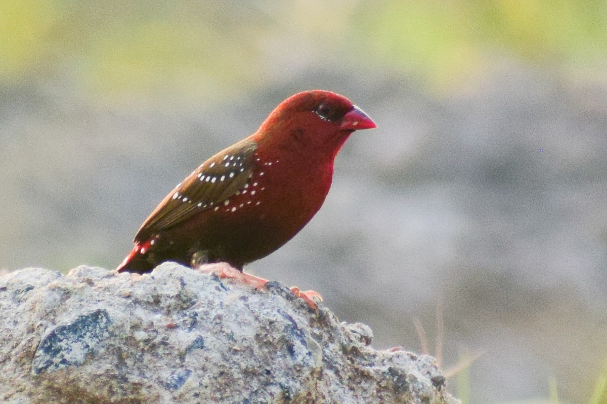 Amandava gorria - ML644640217