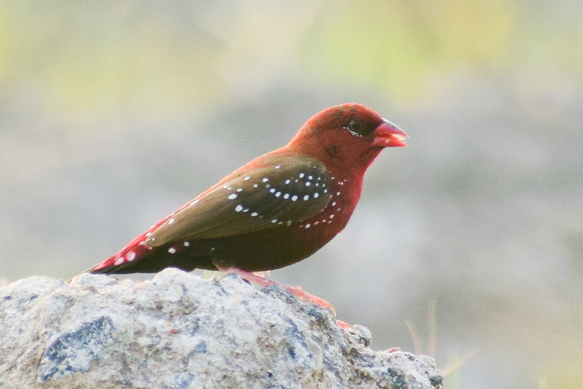 Amandava gorria - ML644640218