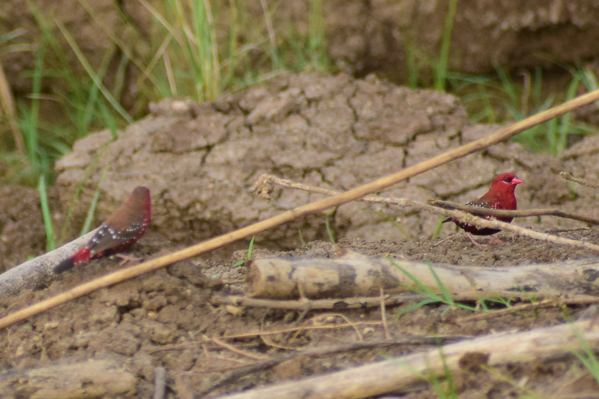 Amandava gorria - ML644640220