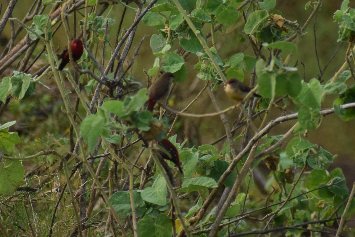 Amandava gorria - ML644640221