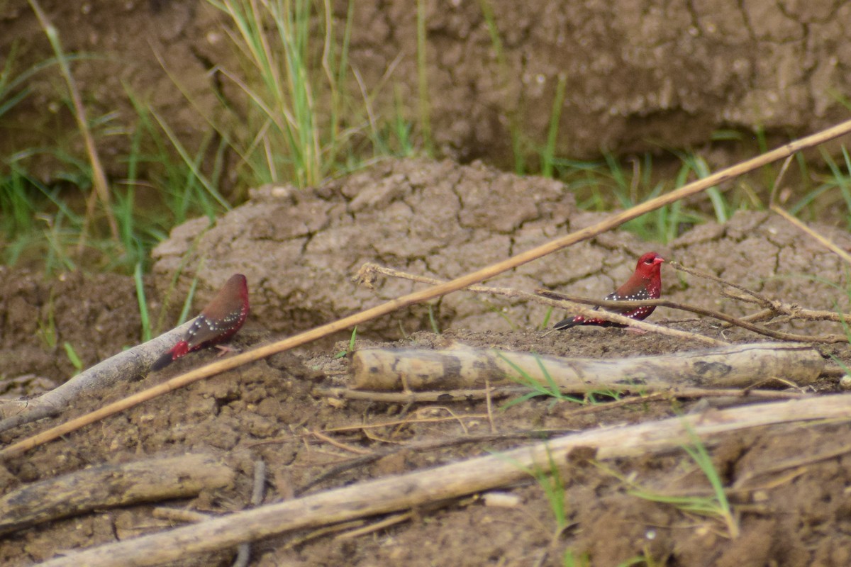 Amandava gorria - ML644640222