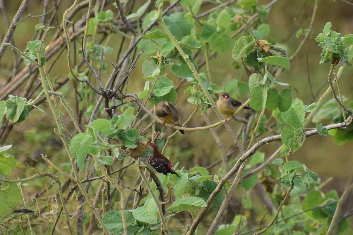 Amandava gorria - ML644640223