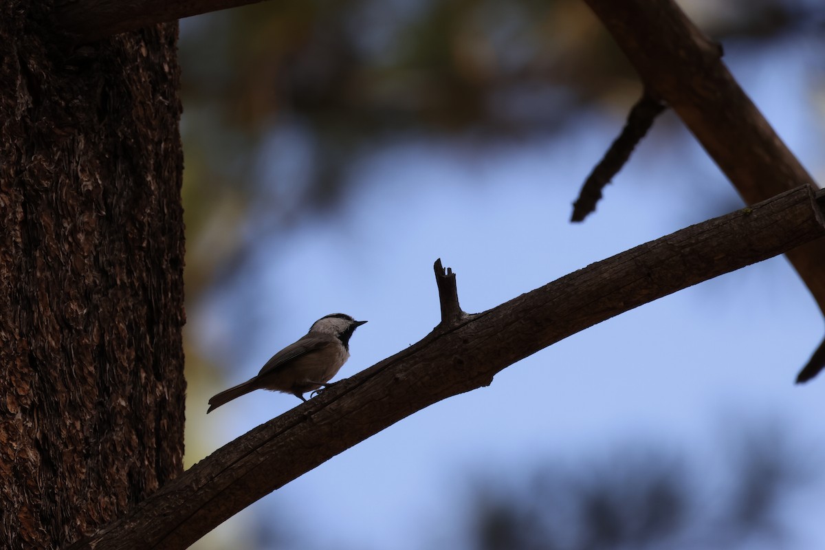 Mountain Chickadee - ML644640224